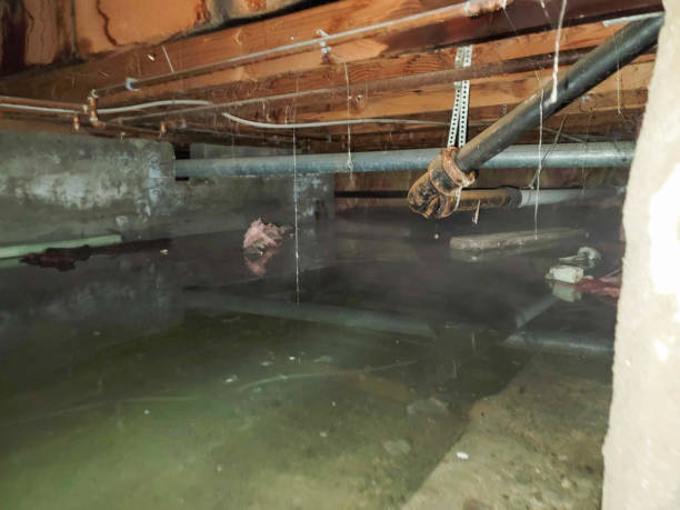Best Water damage cleanup near me  in Piketon, OH