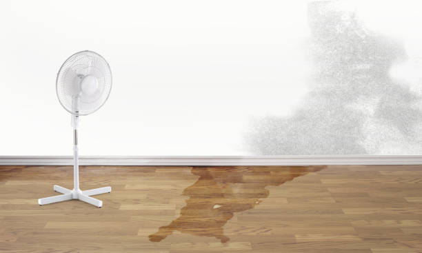 Best Flood damage cleanup  in Piketon, OH