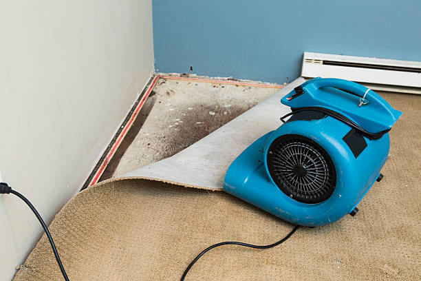Best Basement water damage restoration  in Piketon, OH